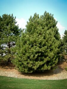 Сосна Чёрная (Pinus Nigra) купить по цене от 270.00р. в интернет-магазине «Посадика» с доставкой почтой в в Магасе и по всей России – [изображение №1].