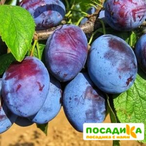 Слива Чачакская ранняя купить по цене от 229.00р. в интернет-магазине «Посадика» с доставкой почтой в в Магасе и по всей России – [изображение №1].