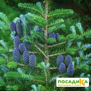 Пихта корейская (Abies koreana) купить по цене от 450.00р. в интернет-магазине «Посадика» с доставкой почтой в в Магасе и по всей России – [изображение №1].