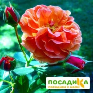 Роза Арабия купить по цене от 350.00р. в интернет-магазине «Посадика» с доставкой почтой в в Магасе и по всей России – [изображение №1].