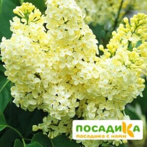 Сирень Примроуз (Primrose) купить по цене от 529.00р. в интернет-магазине «Посадика» с доставкой почтой в в Магасе и по всей России – [изображение №1].