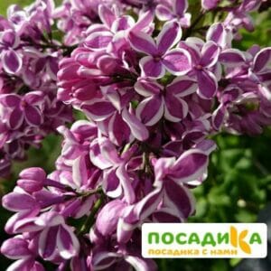 Сирень Сенсация купить по цене от 529.00р. в интернет-магазине «Посадика» с доставкой почтой в в Магасе и по всей России – [изображение №1].