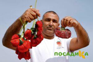 Клубника Гигант Джорнея купить по цене от 266р. в интернет-магазине «Посадика» с доставкой почтой в в Магасе и по всей России – [изображение №1].