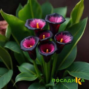 Калла Аура Лейс купить по цене от 400р. в интернет-магазине «Посадика» с доставкой почтой в в Магасе и по всей России – [изображение №1].