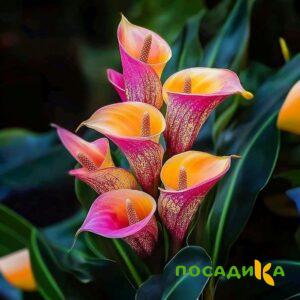Калла Оникс купить по цене от 450р. в интернет-магазине «Посадика» с доставкой почтой в в Магасе и по всей России – [изображение №1].