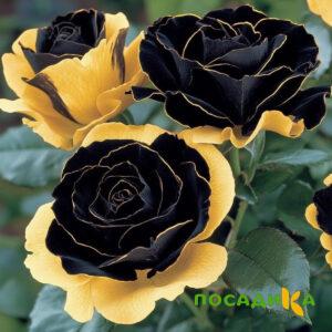 Роза Ханни Сикл купить по цене от 700р. в интернет-магазине «Посадика» с доставкой почтой в в Магасе и по всей России – [изображение №1].