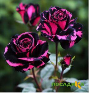 Роза Багровый Шепот купить по цене от 366р. в интернет-магазине «Посадика» с доставкой почтой в в Магасе и по всей России – [изображение №1].