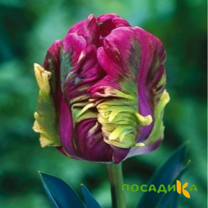 Тюльпан Экзотик Хэвен купить по цене от 186р. в интернет-магазине «Посадика» с доставкой почтой в в Магасе и по всей России – [изображение №1].