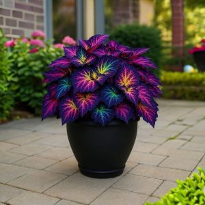 Хоста Фрости Блю купить по цене от 389р. в интернет-магазине «Посадика» с доставкой почтой в в Магасе и по всей России – [изображение №1].