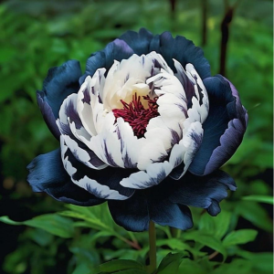 Пион Древовидный Инь-Янь купить по цене от 419р. в интернет-магазине «Посадика» с доставкой почтой в в Магасе и по всей России – [изображение №1].