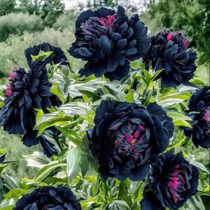 Пион древовидный Сердце Афродиты купить по цене от 600р. в интернет-магазине «Посадика» с доставкой почтой в в Магасе и по всей России – [изображение №1].