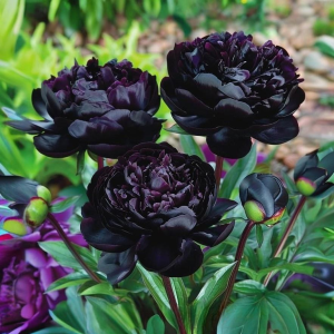 Пион Королевский Бархат купить по цене от 419р. в интернет-магазине «Посадика» с доставкой почтой в в Магасе и по всей России – [изображение №1].