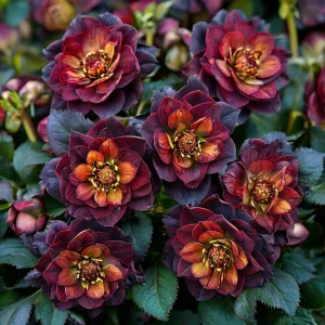 Морозник Сноу Дроп купить по цене от 348р. в интернет-магазине «Посадика» с доставкой почтой в в Магасе и по всей России – [изображение №1].