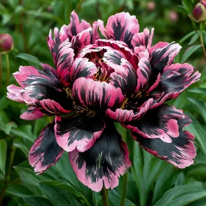 Пион Дроп Руби купить по цене от 469р. в интернет-магазине «Посадика» с доставкой почтой в в Магасе и по всей России – [изображение №1].