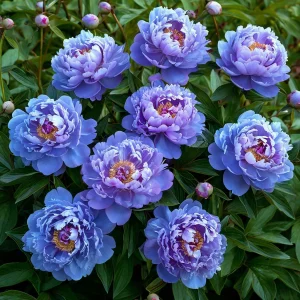 Пион Голубой лотос купить по цене от 590р. в интернет-магазине «Посадика» с доставкой почтой в в Магасе и по всей России – [изображение №1].