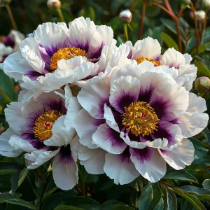 Пион Эко Саммер купить по цене от 548р. в интернет-магазине «Посадика» с доставкой почтой в в Магасе и по всей России – [изображение №1].