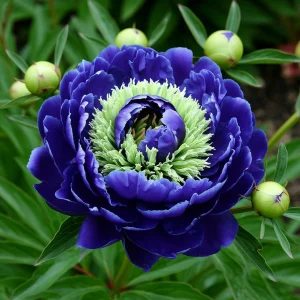 Пион Дримвивер купить по цене от 417р. в интернет-магазине «Посадика» с доставкой почтой в в Магасе и по всей России – [изображение №1].