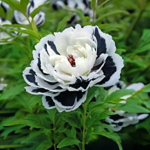 Пион Монохромный Шик купить по цене от 429р. в интернет-магазине «Посадика» с доставкой почтой в в Магасе и по всей России – [изображение №1].